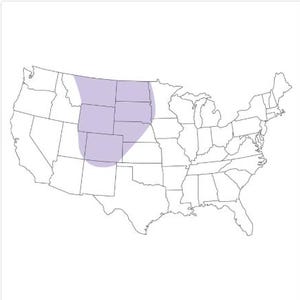 May include: A black and white outline map of the United States featuring a light purple shaded region covering parts of the Great Plains and Rocky Mountain states, specifically highlighting the area spanning Montana, Wyoming, Colorado, and the Dakotas.