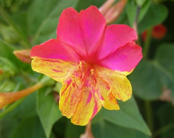 Color Chaos Four O'Clock Flower Seeds: Heirloom Mirabilis Jalapa
