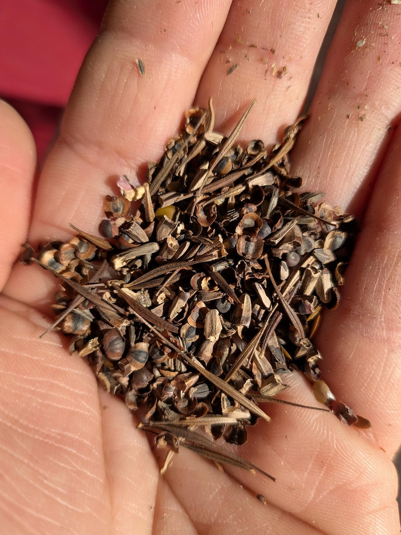 Blend of the Southeast seeds. includes Annual Baby's Breath, Annual Red Phlox, Black Eyed Susan, Clasping Coneflower, Corn Poppy, Gayfeather, Goldenwave Tickseed, Indian Blanket, Lance Leaved Coreopsis, Leavenworth's Tickseed, Lemon Mint, New England Aster, Plains Coreopsis, Purple Coneflower, Purple Moss Verbena, Scarlet Flax Sulphur, Scarlet Sage, Sweet William, and Tree Mallow.