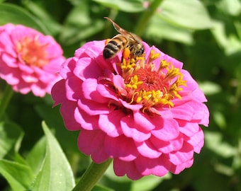 Lavender Zinnia Seeds: Pollinator Garden, Cut Flower Favorite