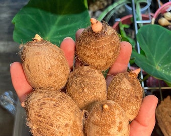 Elephant Ear bulbs, Indoor plant, Colocasia Esculenta, Taro plant, Easy to grow bulbs