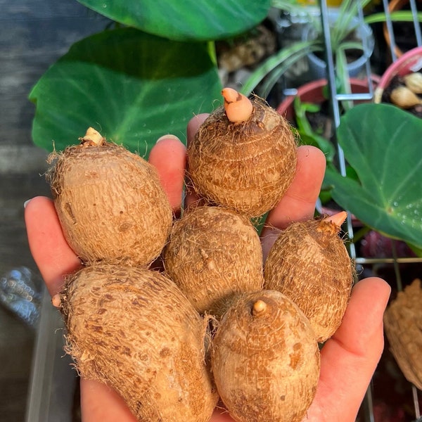 Elephant Ear Plant Etsy