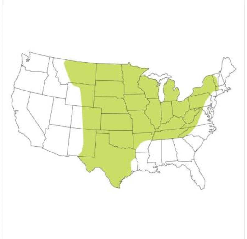 May include: A map of the United States of America featuring a light green shaded region that covers the central and eastern portions of the country, while the western and southeastern coastal areas remain unshaded and white in color.