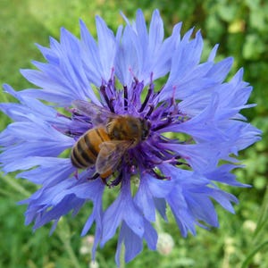 May include: A close-up of a vibrant blue cornflower with a bee. The flower has delicate, fringed petals and a deep purple center. The bee, with its striped body, is collecting nectar, showcasing nature's beauty.