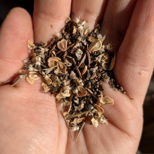 Blend of Southwest Wildflower seeds. includes: African Daisy Flake, Alyssum, Arroyo Lupine, Bird's Eyes, Blue Flax, California Bluebells, Gaillardia, Mexican Hat, Painted Daisy, Scarlet Flax, Texas Bluebonnet, and Tidy Tips.