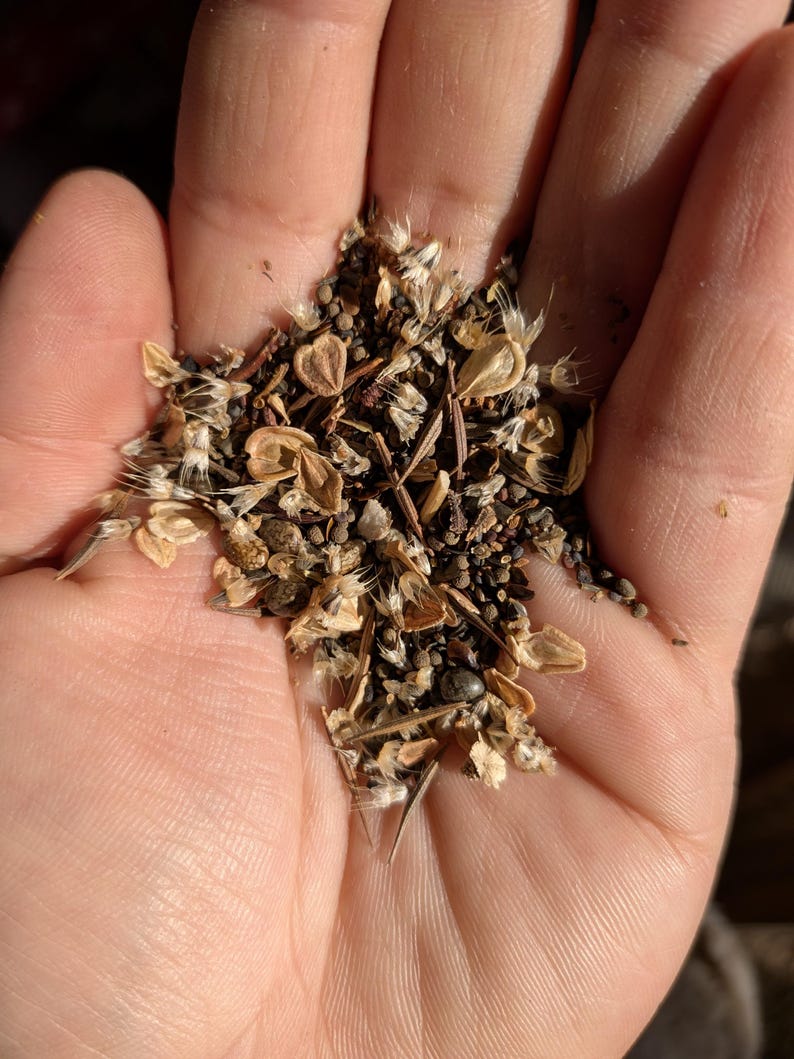Blend of Southwest Wildflower seeds. includes: African Daisy Flake, Alyssum, Arroyo Lupine, Bird's Eyes, Blue Flax, California Bluebells, Gaillardia, Mexican Hat, Painted Daisy, Scarlet Flax, Texas Bluebonnet, and Tidy Tips.