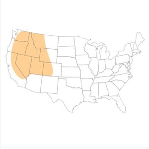 May include: A white map of the United States of America featuring thin black outlines for state borders. A large, solid, light orange shaded area covers the western region, encompassing several states in the Pacific Northwest and Southwest.
