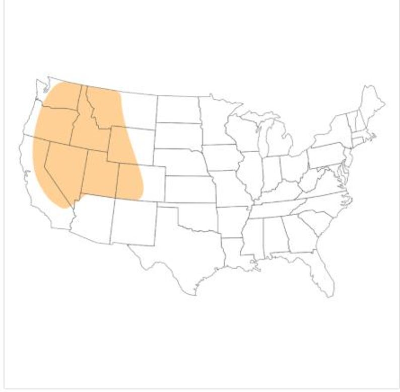 May include: A white map of the United States of America featuring thin black outlines for state borders. A large, solid, light orange shaded area covers the western region, encompassing several states in the Pacific Northwest and Southwest.