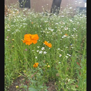 customer submitted photo of the southwest mix