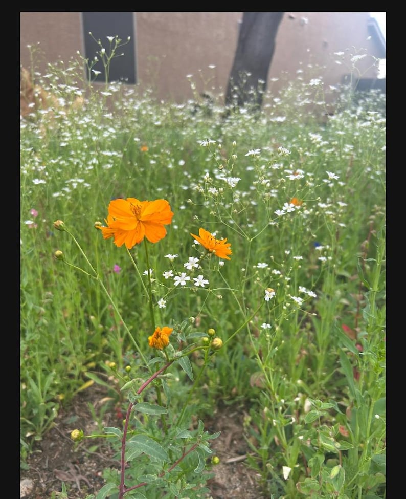 customer submitted photo of the southwest mix