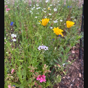 customer submitted photo of the southwest mix