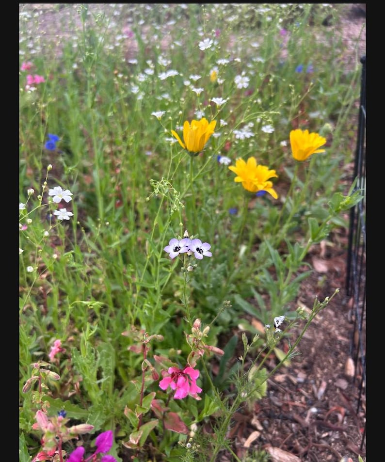 customer submitted photo of the southwest mix