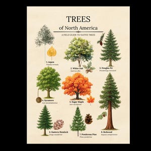 May include: A botanical poster titled TREES of North America, A FIELD GUIDE TO NATIVE TREES. It displays eight numbered illustrations of trees including Aspen, White Oak, Douglas Fir, Sycamore, Sugar Maple, Eastern Hemlock, Ponderosa Pine, and Redwood.