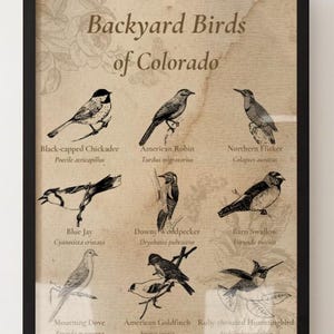 Vintage Backyard Birds of Colorado – Printable Wildlife Identification Poster