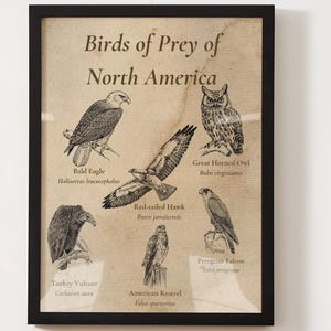 Birds of Prey Poster | Raptors of North America | Vintage Wildlife Identification Guide | Digital Download