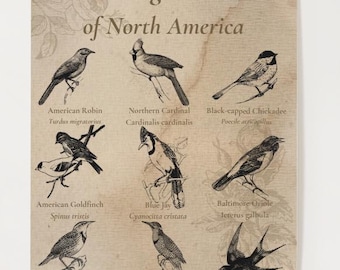 Illustrazione vintage di uccelli canori del Nord America (stampa digitale)