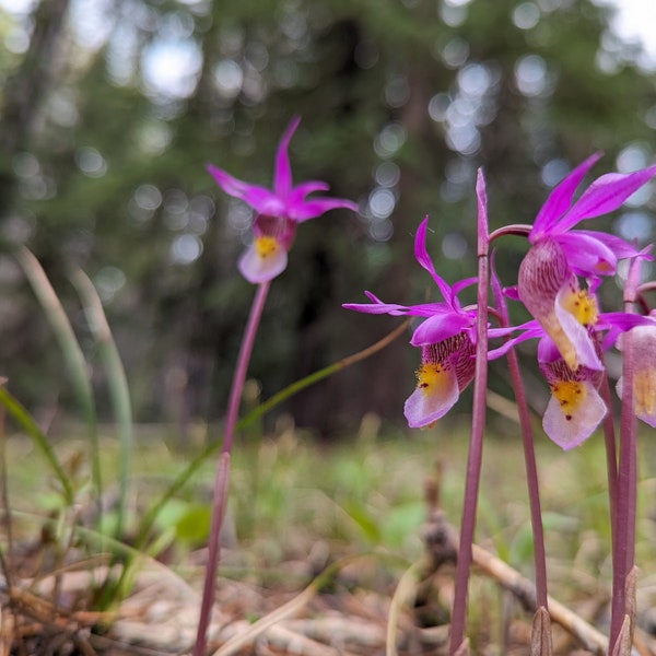 Calypso bulbosa (Fairy Slippers) naturally growing in the Rocky Mountains in June on the western slope in Colorado