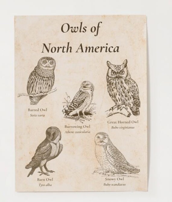 北米のフクロウ 絵画と彫刻 作品集「Owls of North America」 Owls Of North America Vol. 2- Poster and Identification Chart