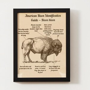 May include: A framed print titled "American Bison Identification Guide - Bison bison." The sepia-toned illustration depicts a bison with labeled anatomical features. Text includes descriptions of the bison's hump, horns, and fur. The frame is black.