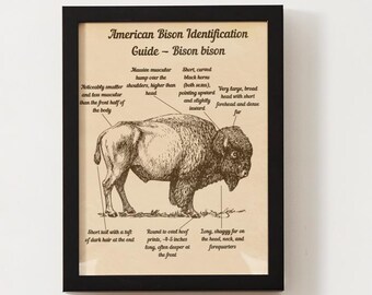 Guia de identificação de bisões americanos antigos: pôster de vida selvagem para impressão (download digital)
