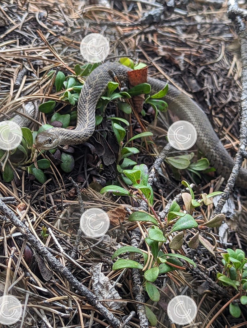 Garter Snake Photographed in Gunnison Colorado Etsy