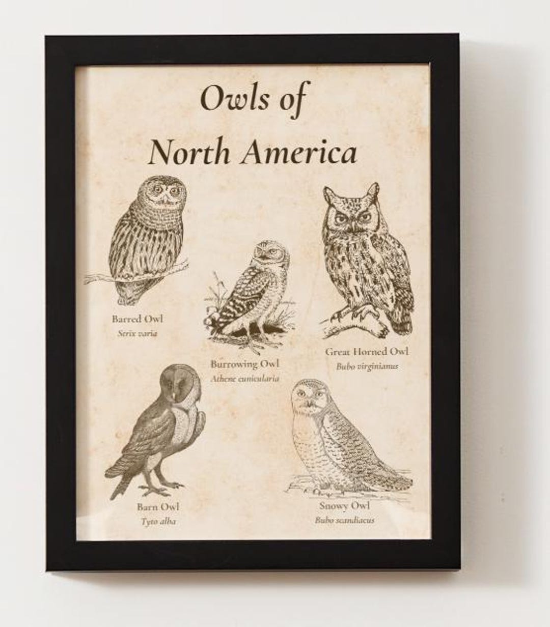 Owls of North America Poster | Vintage Bird Identification Guide