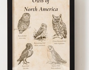 Póster de búhos de Norteamérica / Guía vintage de identificación de aves / Impresión artística de búhos / Descarga digital