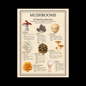North America Mushrooms - Etsy