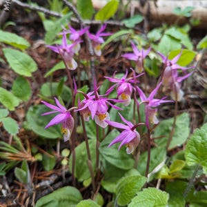 Peut inclure: Gros plan sur des orchidées à sabot de la fée roses et blanches en pleine floraison. Les fleurs délicates présentent une forme unique avec une poche en forme de sabot et des pétales pointant vers le haut. Entourées de feuilles vertes.