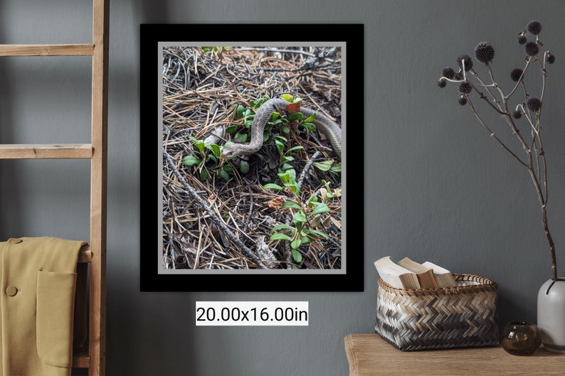 Garter Snake Photographed in Gunnison Colorado Etsy