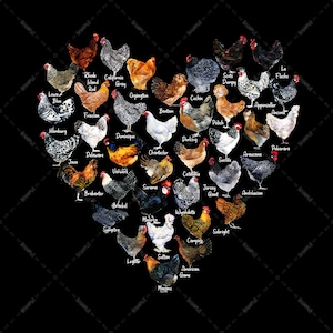 Chicken Heart Shape, Kinds Of Chicken, For Chicken Owners and Lovers, Chicken Breeds Rooster, Sublimation Designs, digital Download,PNG file