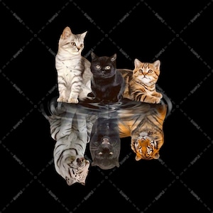 諦めないで 3 匹の猫の反射、子猫の虎の反射 ペットの黒猫、黒、白、オレンジ、昇華デザイン、虎 PNG ファイル