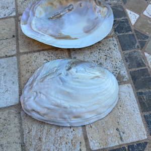 Può includere: Due conchiglie bianche iridescenti con finitura madreperla. Le conchiglie sono lisce e hanno una forma naturale e organica.