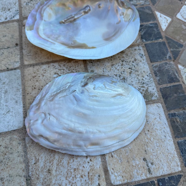 Two beautiful mother of pearl shells. Small trinket trays or salt bowls or decoration plates. Due conchiglie madreperla vari usi.