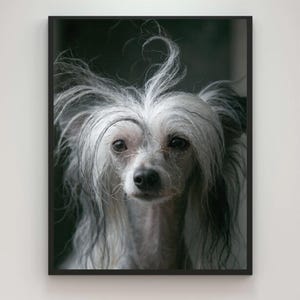 Retrato de un Crestado Chino en acuarela (descarga digital)