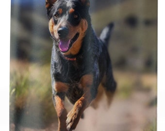 Mountain Runner Shower Curtain: Immerse yourself in the wild beauty of the Australian Cattle Dog sprinting through majestic peaks