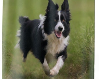 Dynamic Collie Shower Curtain: Capture the spirit of outdoor play with our 71" x 74" curtain, featuring a lively Border Collie