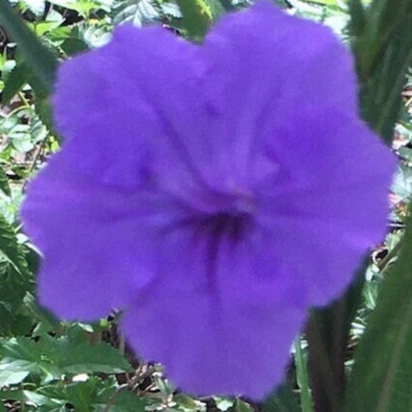 Vibrant Purple Mexican Petunia Rooted Plant - Ready to Bloom! 8-10 inches. Fast blooming, good spreader, perennial. (2 plants per order)