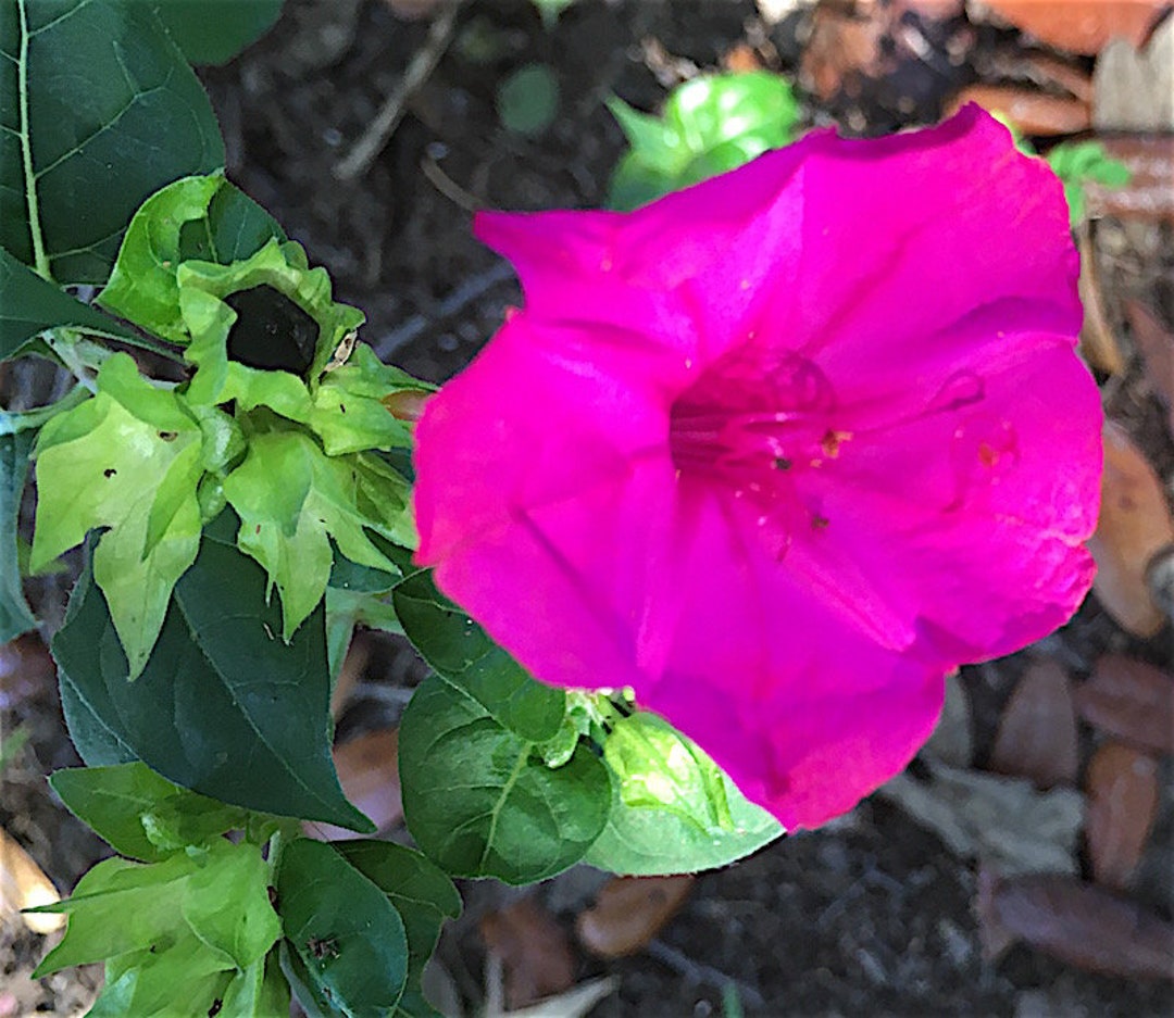 Four O'clock Plant Flowering Perennial, Rhizome (tuber), Purple
