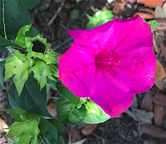 Four O'clock Plant Flowering Perennial, Rhizome (tuber), Purple