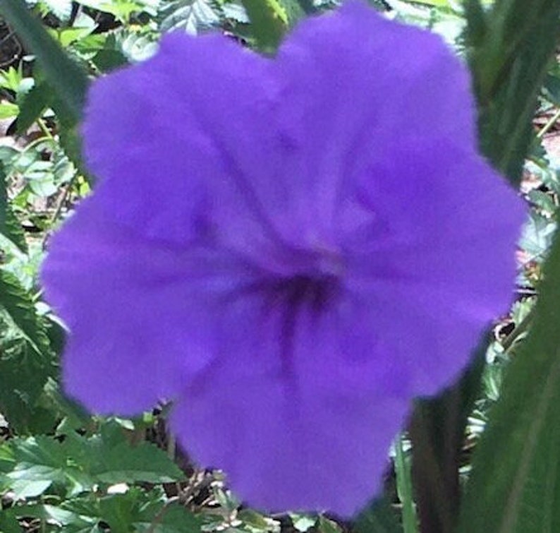 Vibrant Purple Mexican Petunia Rooted Plant Ready to Bloom 8-10 Inches ...