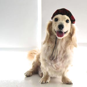 Tartan Pet Beret – Elegant Dog / Cat Hat, Handmade, Black Blue Red Purple Yellow Pink