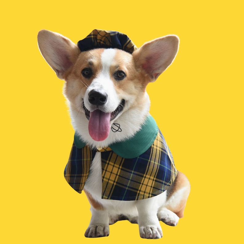 May include: A corgi dog wearing a green and yellow plaid cape with a green collar and a black and white hat. The dog is sitting on a yellow background and has its tongue sticking out.