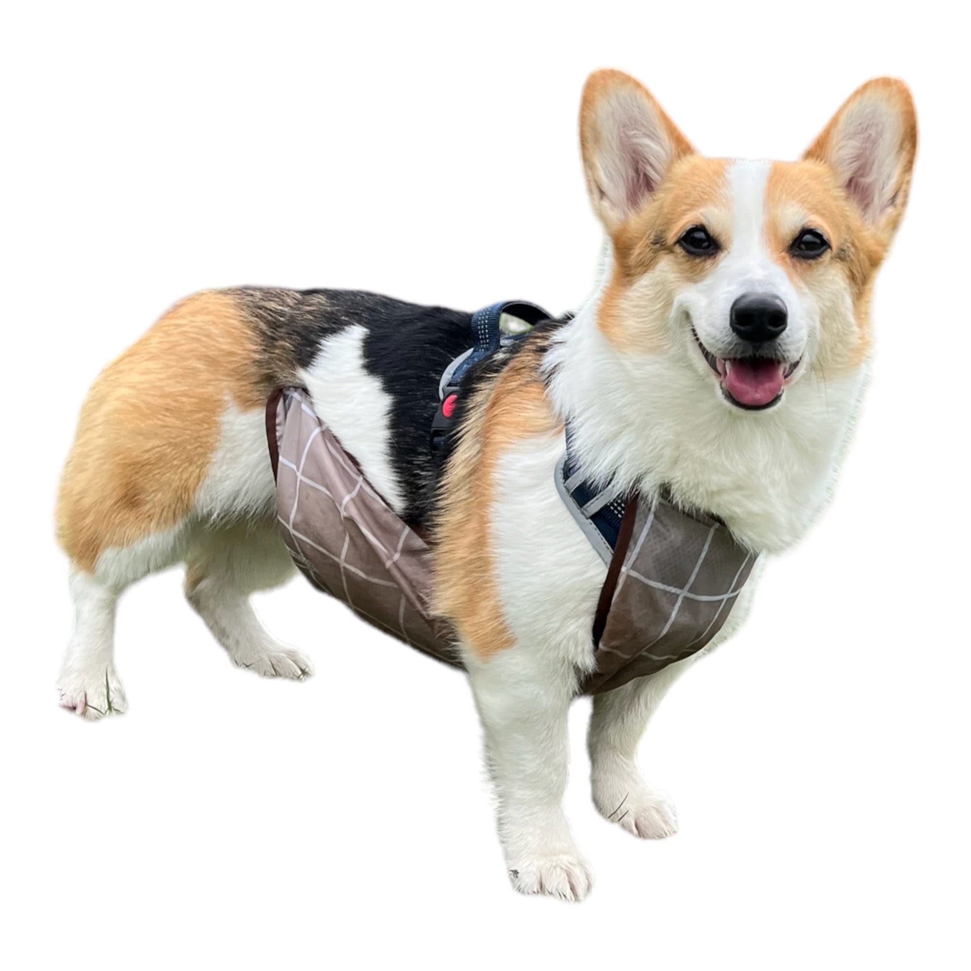 Ask to Pet Vest Dog Harness With Reflective Patches, No Pull Easy