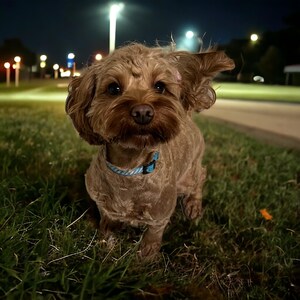 May include: A brown and white dog with a blue collar is standing in the grass at night. The dog is looking at the camera.
