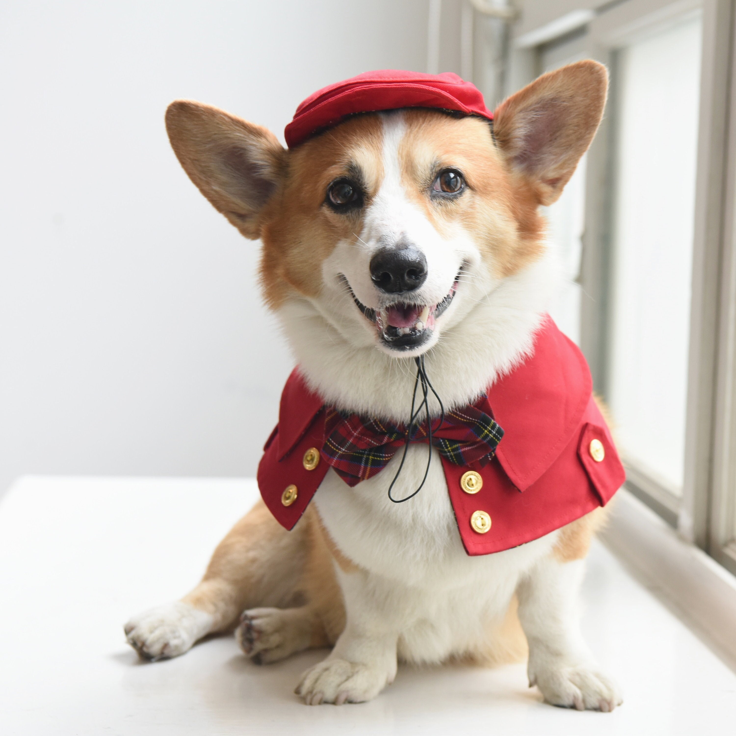 Dog in flat cap hot sale