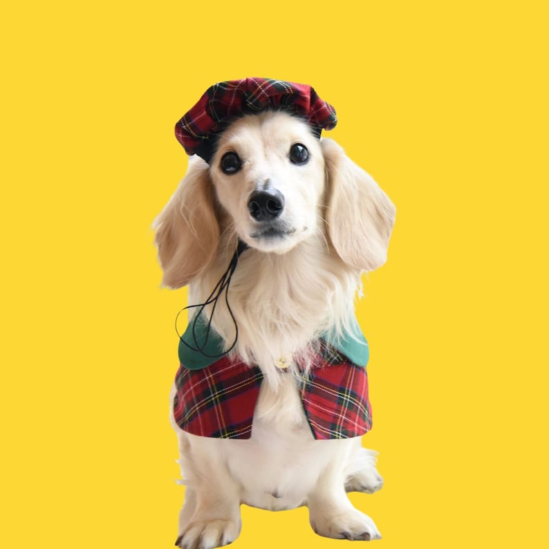 May include: A small, white dog wearing a red and green plaid hat and matching vest. The dog is looking directly at the camera.