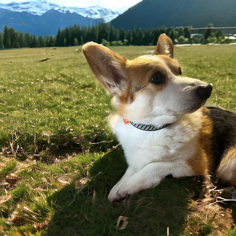 May include: A white and brown corgi dog with a black and white patterned collar sits in a grassy field with a mountain range in the background.