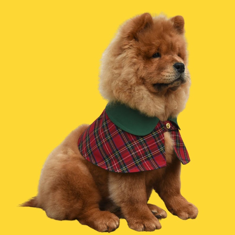 May include: A brown and white Chow Chow dog wearing a red and green plaid dog coat with a green collar and a gold button.