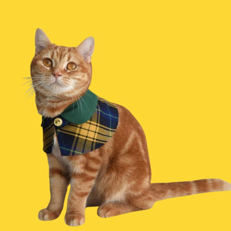 May include: A ginger tabby cat wearing a green and yellow plaid collar with a gold button.